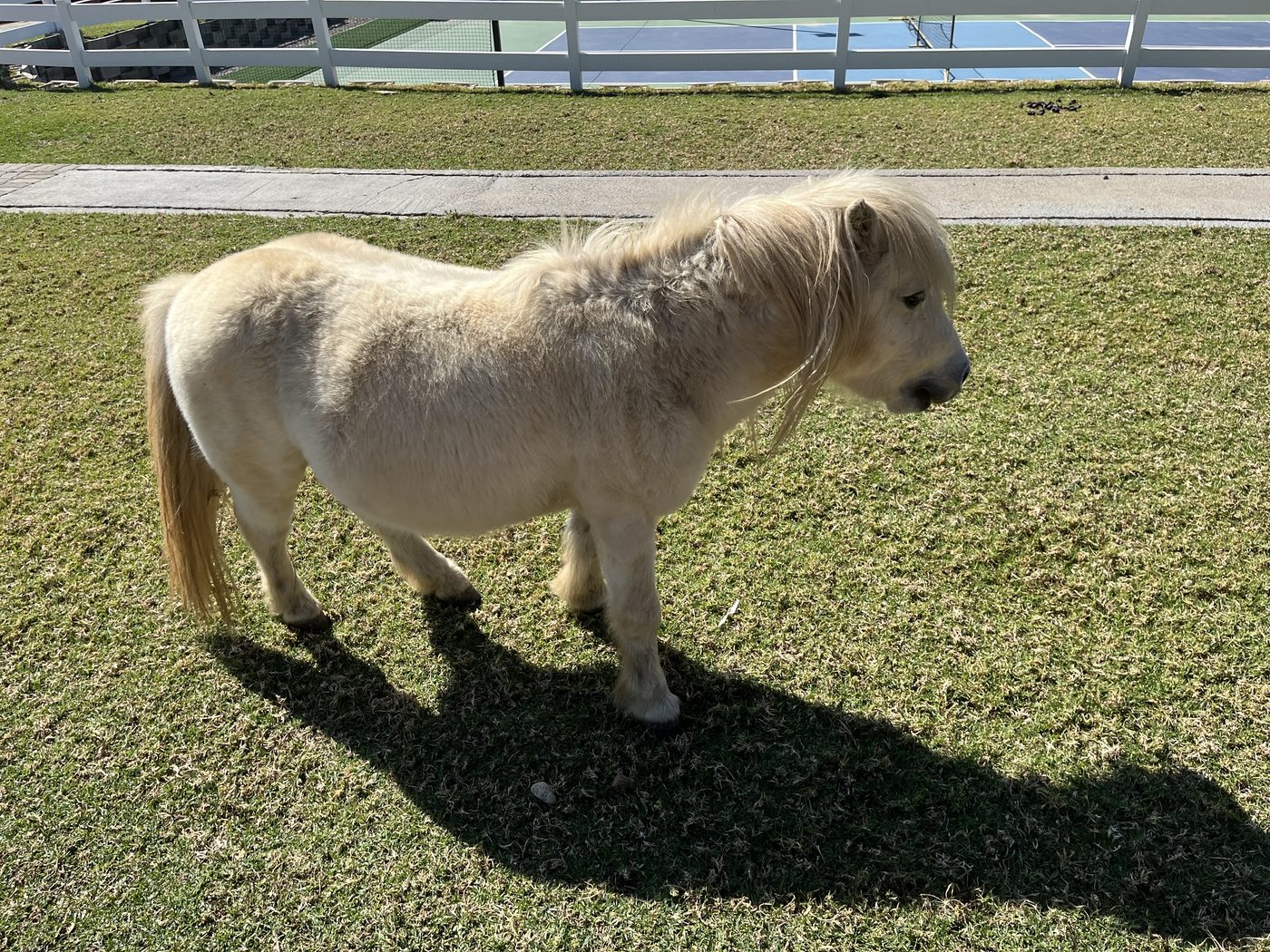 Ponies at the petting zoo
